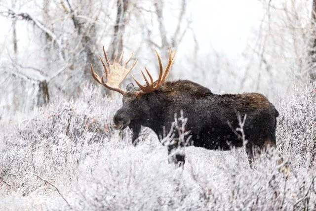 _P1A5258p Medium.jpeg