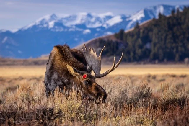 _P1A0164p Medium.jpeg