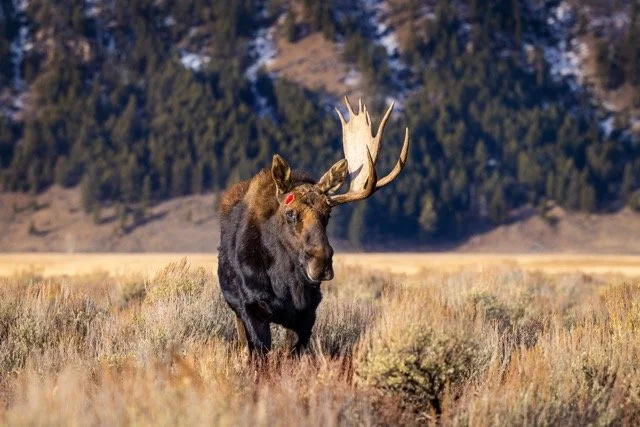 _P1A0121p Medium.jpeg