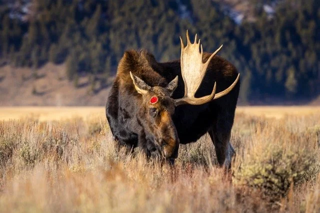 _P1A0089p Medium.jpeg