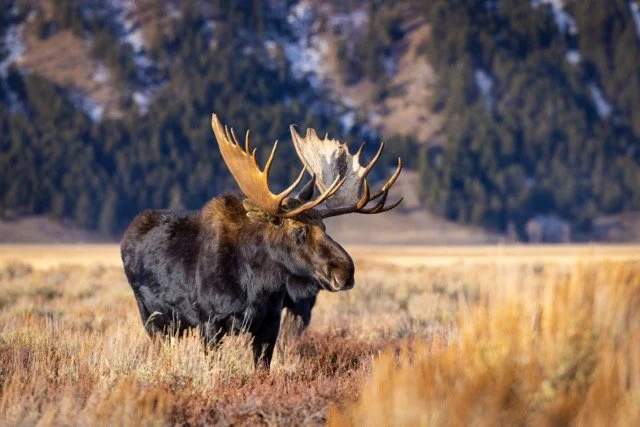 _P1A0030p Medium.jpeg