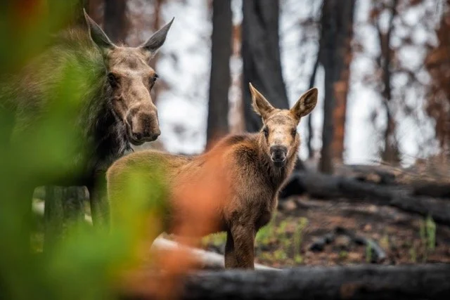 _DSC7582p Medium.jpeg