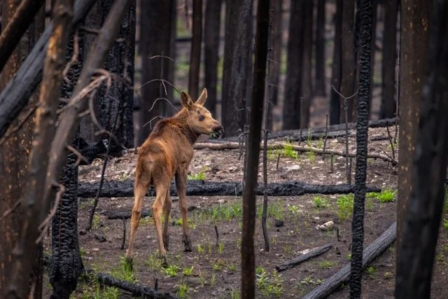 _DSC7549p Medium.jpeg