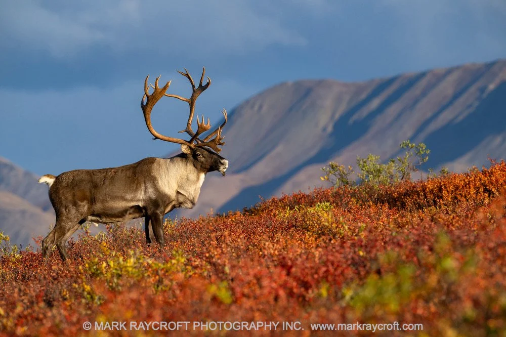 RT6009_Caribou_Mark_RaycroftA 2.jpeg