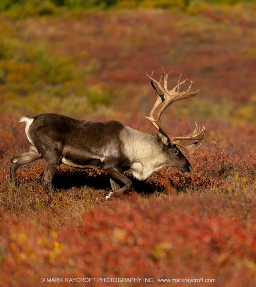 RT6029_Caribou_Mark_RaycroftA 2.jpeg