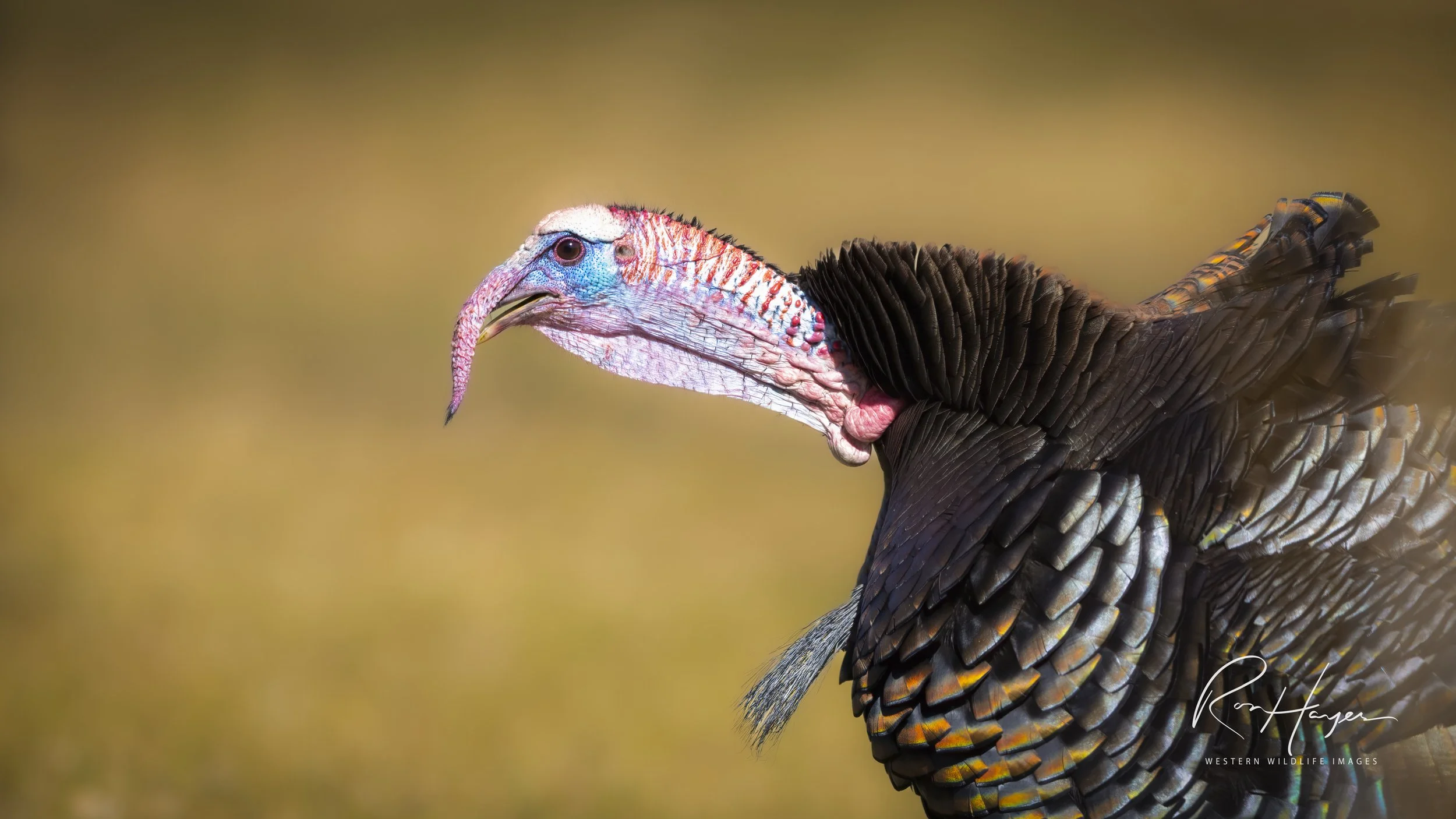 _DGL4125-Edit-Edit-2 2.jpeg