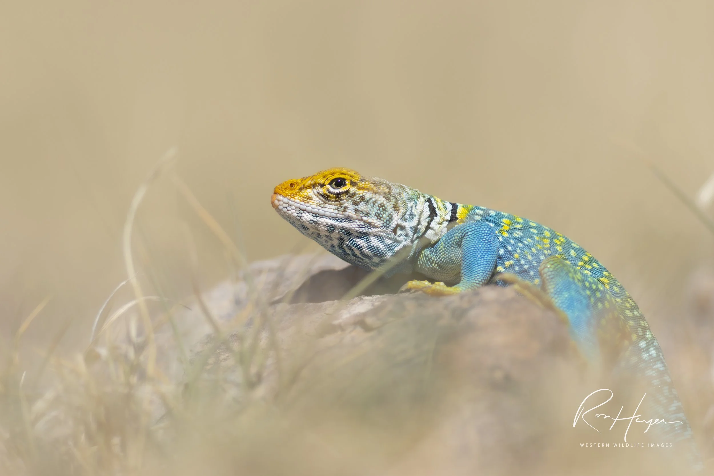 _ON_1171-Edit-Edit-2 2.jpeg