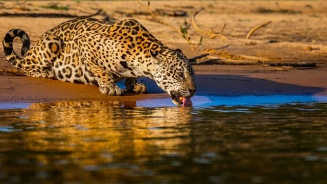 _NT_8779p Medium.jpeg