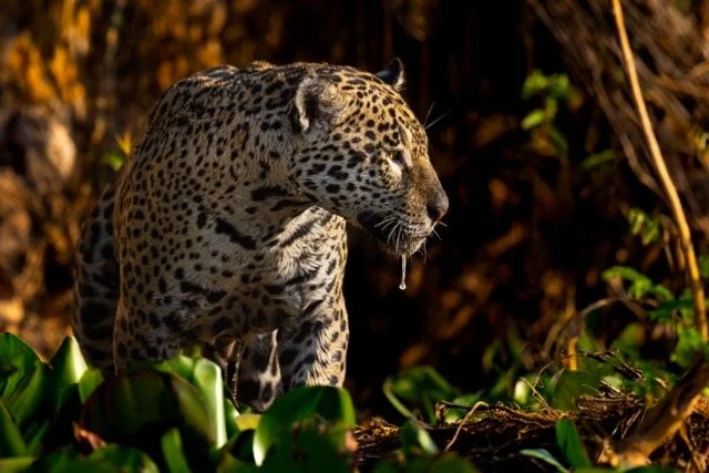 _NT_8132p Medium.jpeg