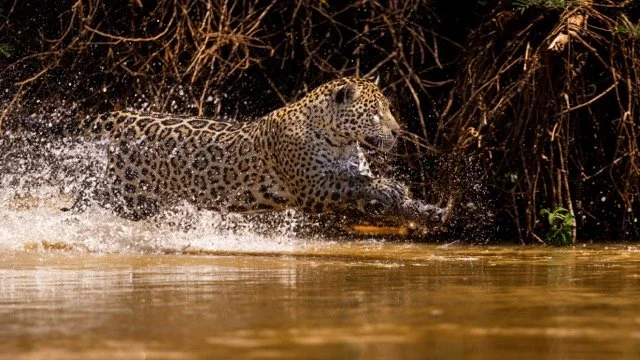 _NT_8123p Medium.jpeg