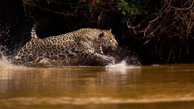 _NT_8117p Medium.jpeg