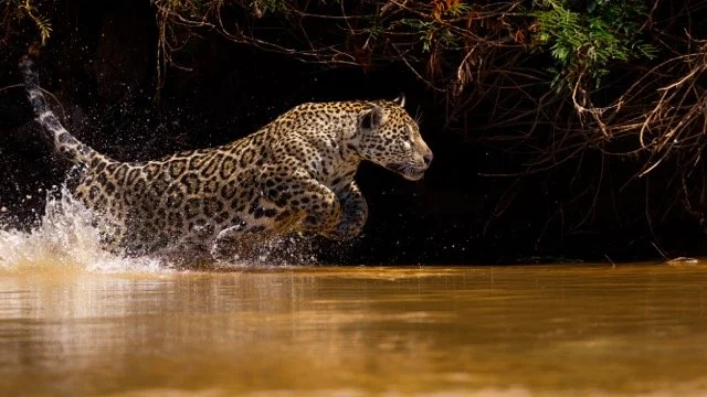 _NT_8116p Medium.jpeg