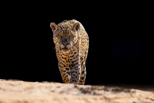 _NT_6123p Medium.jpeg