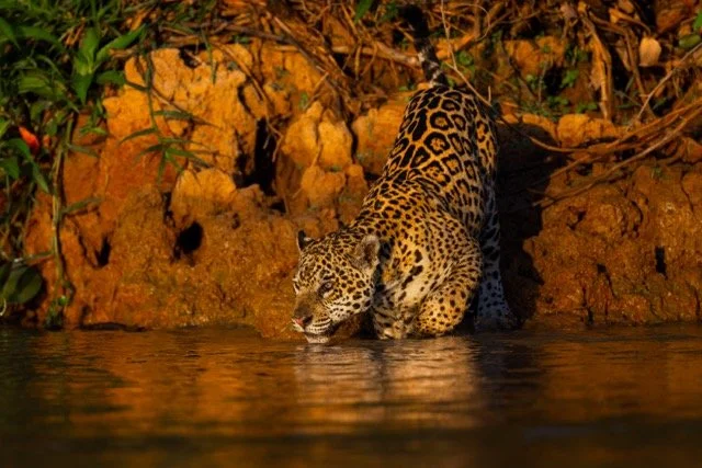 _NT_4148p Medium.jpeg