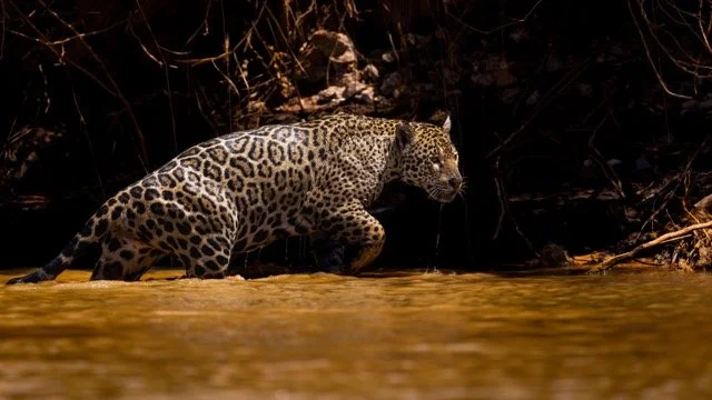 _NT_2751p Medium.jpeg