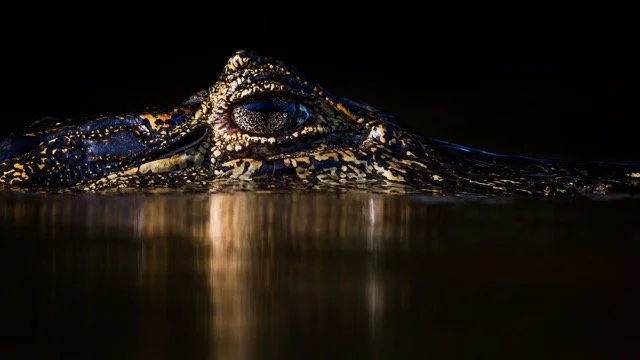 _NT_4856p Medium.jpeg