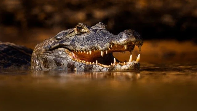 _NT_7447p Medium.jpeg