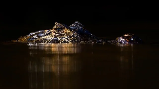 _NT_4851p Medium.jpeg