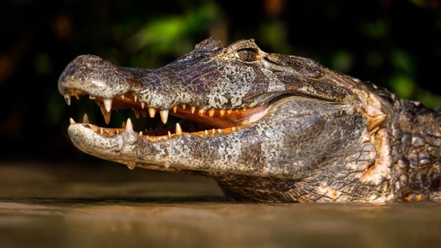 _NT_3003p Medium.jpeg