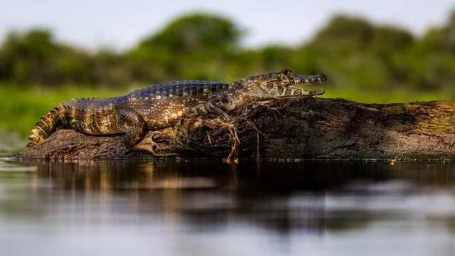 _NT_1988p Medium.jpeg