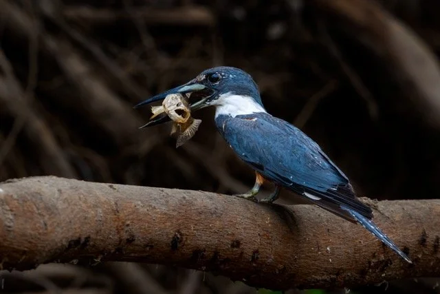 _NT_1724p Medium.jpeg