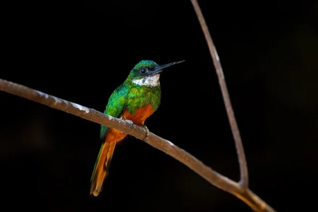 _NT_6563p Medium.jpeg