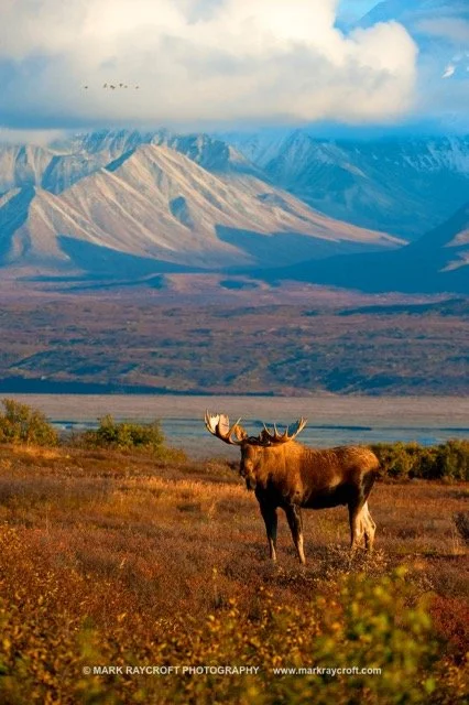 AA6124_Moose_Mark_Raycroft Medium.jpeg