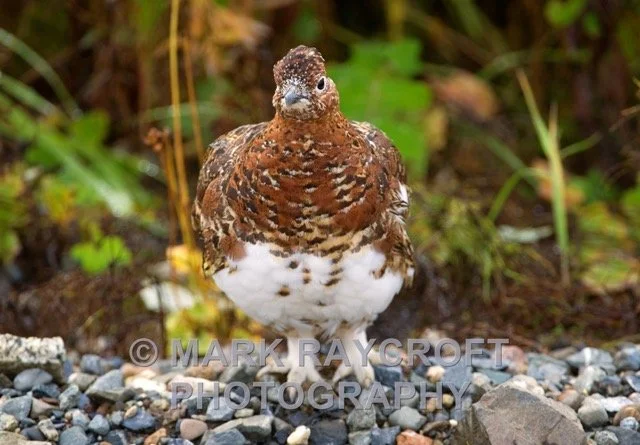 WPT026_Willow_Ptarmigan_Mark_Raycroft Medium.jpeg