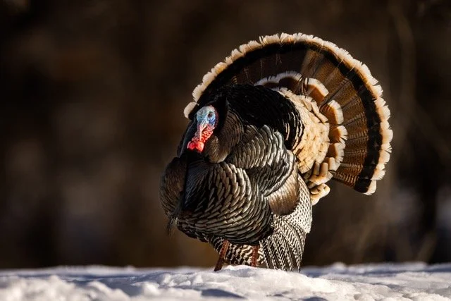 _V3A5135p Medium.jpeg