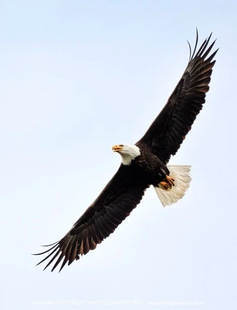 BE126_3_Bald_Eagle_Mark_Raycroft Medium.jpeg