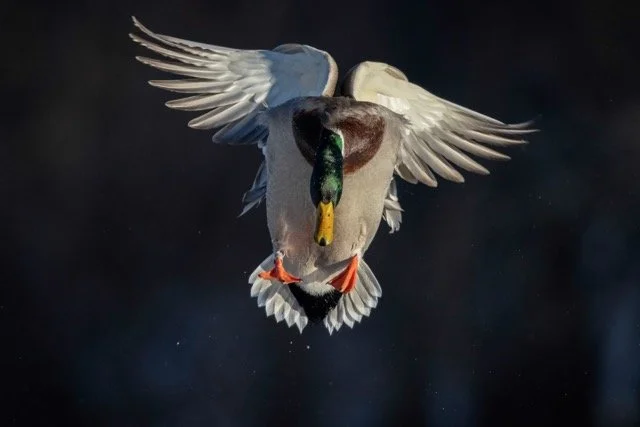 DSC_8363p Medium.jpeg