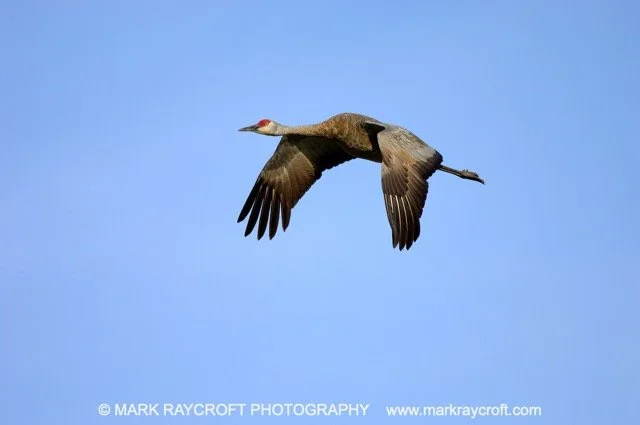 SHC200_Sandhill_Crane_Mark_Raycroft Medium.jpeg
