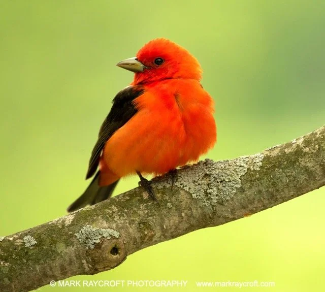 ST0112_Scarlet_Tanager_Mark_Raycroft Medium.jpeg