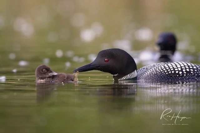 _ONL1922-Edit-2-2 Medium.jpeg