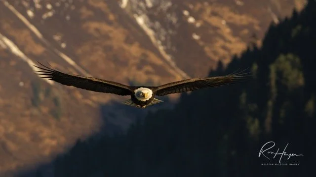 _RON6789-Edit-2 Medium.jpeg