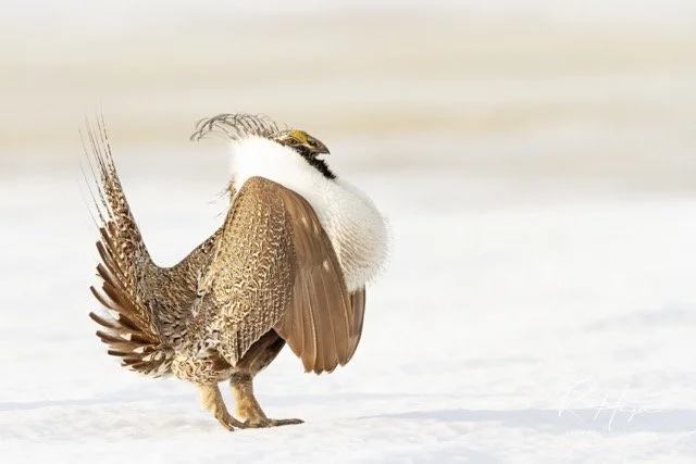 Snow Grouse-31-2 Medium.jpeg