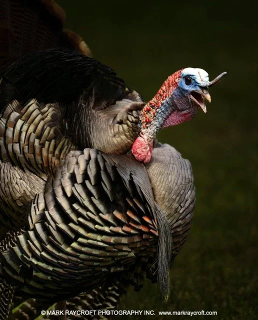 WT6410_Wild_Turkey_Mark_Raycroft Medium.jpeg