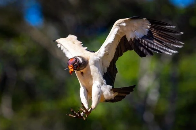 9V3A9931p Medium.jpeg