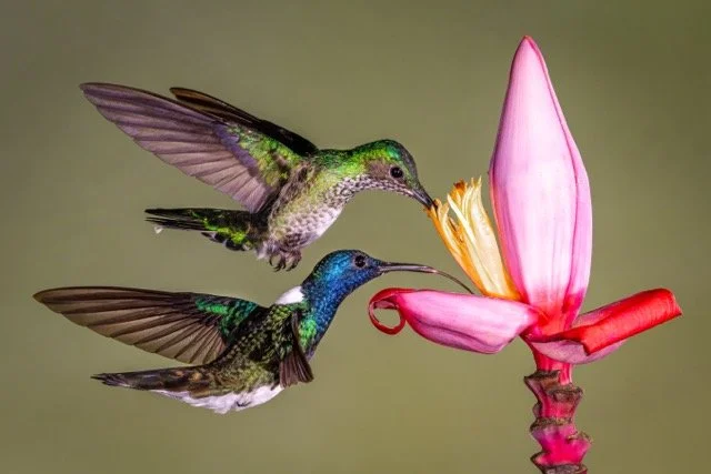 9V3A6057p Medium.jpeg