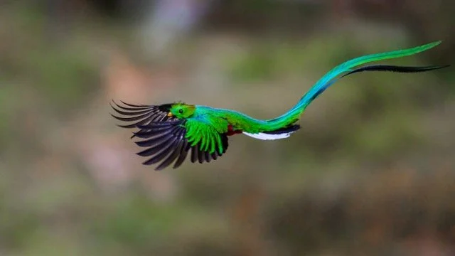 9V3A0109p Medium.jpeg