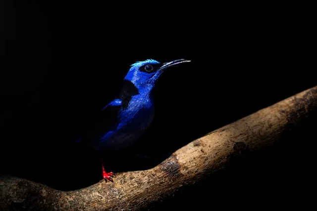 9V3A2682p Medium.jpeg