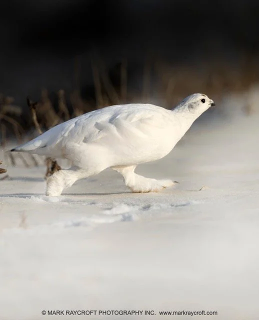 PTM052_Ptarmigan_Mark_Raycroft Medium.jpeg