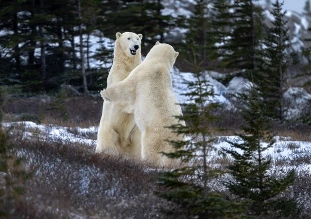 UM152_Polar_Bear_Mark_Raycroft-11x15 Medium.jpeg