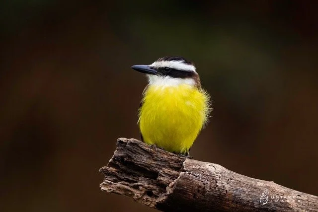 _NT_0849pc Medium.jpeg