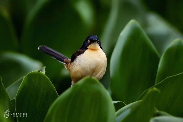 _NT_0862pc Medium.jpeg