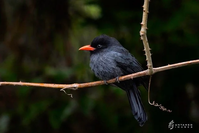 _NT_0980pc Medium.jpeg