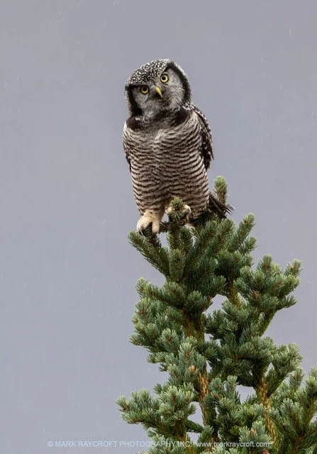 NHO060_Northern_Hawk_Owl_Mark_Raycroft Medium.jpeg
