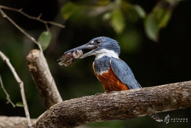 _NT_1460pc Medium.jpeg