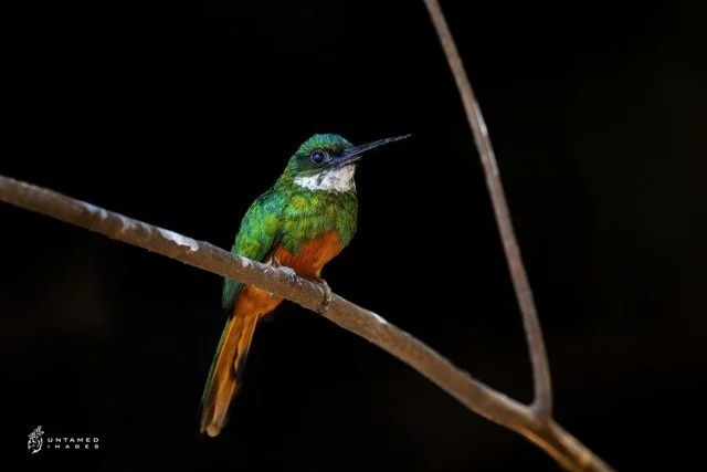 _NT_6563pc Medium.jpeg