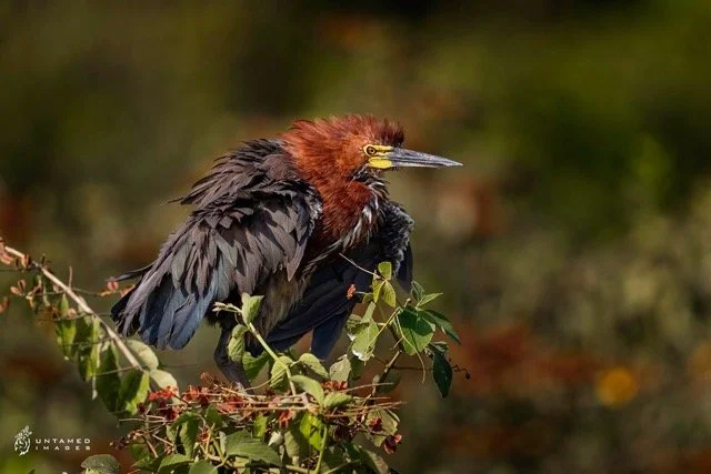 _NT_8704pc Medium.jpeg